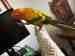 Conure