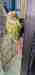 Conure