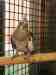 Cockatiel