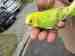 Budgerigar