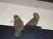 Lovebird