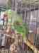 Alexandrine