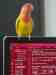 Lovebird