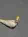 Cockatiel