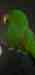Eclectus