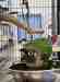 Conure