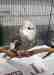 Cockatiel