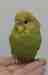 Budgerigar