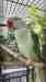 Alexandrine
