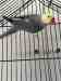 Indian Ringneck Parakeet