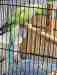 Indian Ringneck Parakeet