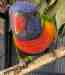 Lory / Lorikeet