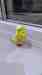 Budgerigar