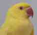 Indian Ringneck Parakeet
