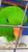 Eclectus