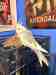Cockatiel