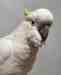 Cockatoo