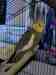 Cockatiel