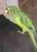 Conure