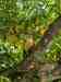 Conure
