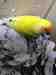 Lovebird