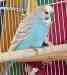 Parakeet