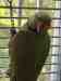Indian Ringneck Parakeet