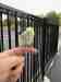 Parakeet