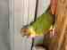 Conure