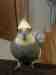 Cockatiel