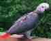 African Grey