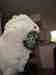 Cockatoo