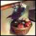 African Grey