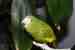 Parakeet