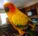 Conure