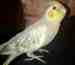 Cockatiel