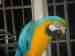 Macaw