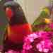 Lory / Lorikeet