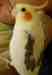 Cockatiel