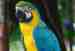 Macaw