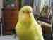 Parakeet