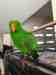 Eclectus