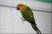 Conure