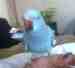 Indian Ringneck Parakeet