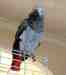 African Grey