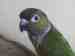 Conure