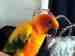 Conure