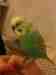 Budgerigar