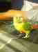 Conure Conure