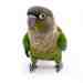 Conure